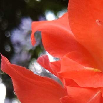 光珠の画像 by ❦THE HERMIT❦さん | お出かけ先とグラジオラスと光輝く花と赤朱紅と蕊蕊蕊と癒されとマクロ撮りと元気❗❗とピンクと光珠と本来の色と秘密のpicと大好きな花とシルエット❤︎とヒカリと風の中と青空と雲雲雲
