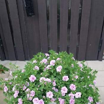 アズガーデン大治の投稿画像一覧 Greensnap グリーンスナップ