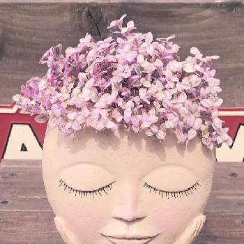 カリシアロザートの画像 by maimaiさん | 小さな庭とカリシアロザートと多肉植物と寄植えと❤️maimai顔鉢