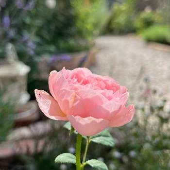 クイーン・オブ・スウェーデンの画像 by noriさん | 小さな庭とバラとクイーン・オブ・スウェーデンとバラ大好きと2番花とバラ　クイーンオブスウェーデン