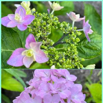明るいお花の画像 by クルリンさん | 小さな庭と紫陽花と北海道と元気に育て！と明るいお花とチーム魔女っ子