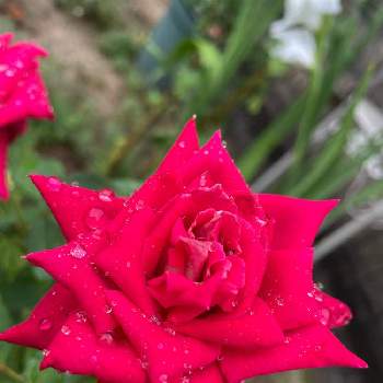 薔薇 ほほえみの画像 by Angela350さん | 広い庭とラブとあざやか！とバラと暮らすと優しさありがとうとありがとうと薔薇 ほほえみと笑顔がいちばんと花のある暮らしと赤い薔薇♡とかわいい花と雨の日と微笑み