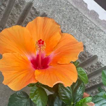 もう夏だよねの画像 by みかん。さん | 小さな庭とハイビスカスともう夏だよねとビタミンカラーと手作り花壇とハワイを感じたいとかわいい花