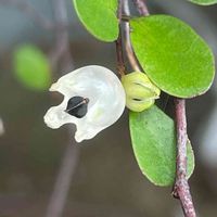 ワイヤープランツ,花壇,ガーデニング,庭木,山野草の画像