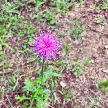 野アザミの花の投稿画像一覧 Greensnap グリーンスナップ
