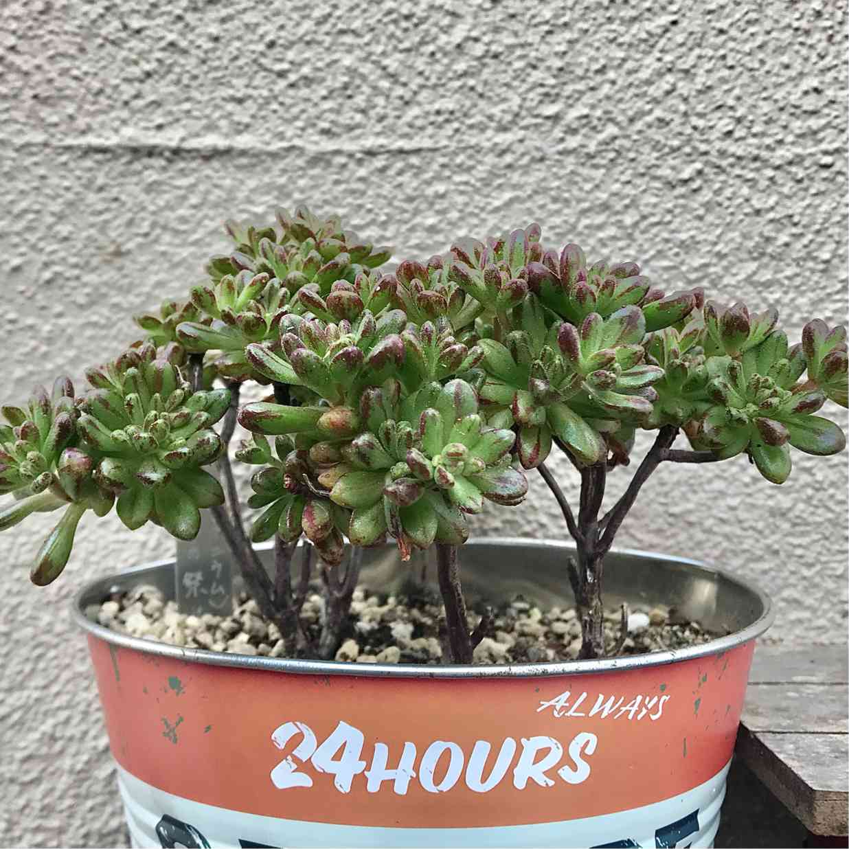 小人の祭りの生長記録☆お花咲いた後は枯れるのか⁇｜🍀GreenSnap