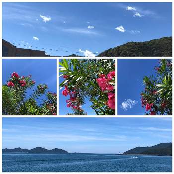 キョウチクトウの花の画像 by みちさん | お出かけ先と夏のお花と海辺の風景と初夏のお花とキョウチクトウの花と青空
