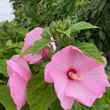 季節の風景の一覧 Greensnap グリーンスナップ