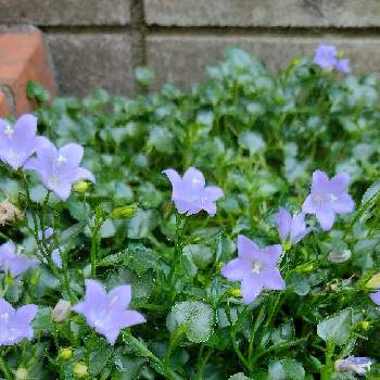 Pw カンパニュラメリーベルの投稿画像一覧 Greensnap グリーンスナップ