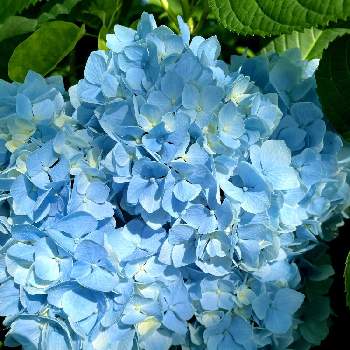 爽やかな色の画像 by ぴょんさん | 紫陽花　あじさい　アジサイとだいすきと可愛い❤と綺麗なお花❤と近所の花とブルーのお花と好みの色と花のある暮らしと暑いですねと散歩中と爽やかな色と青い花マニア