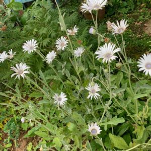 花壇,庭の花,植中毒,植栽,バラ・ミニバラの画像