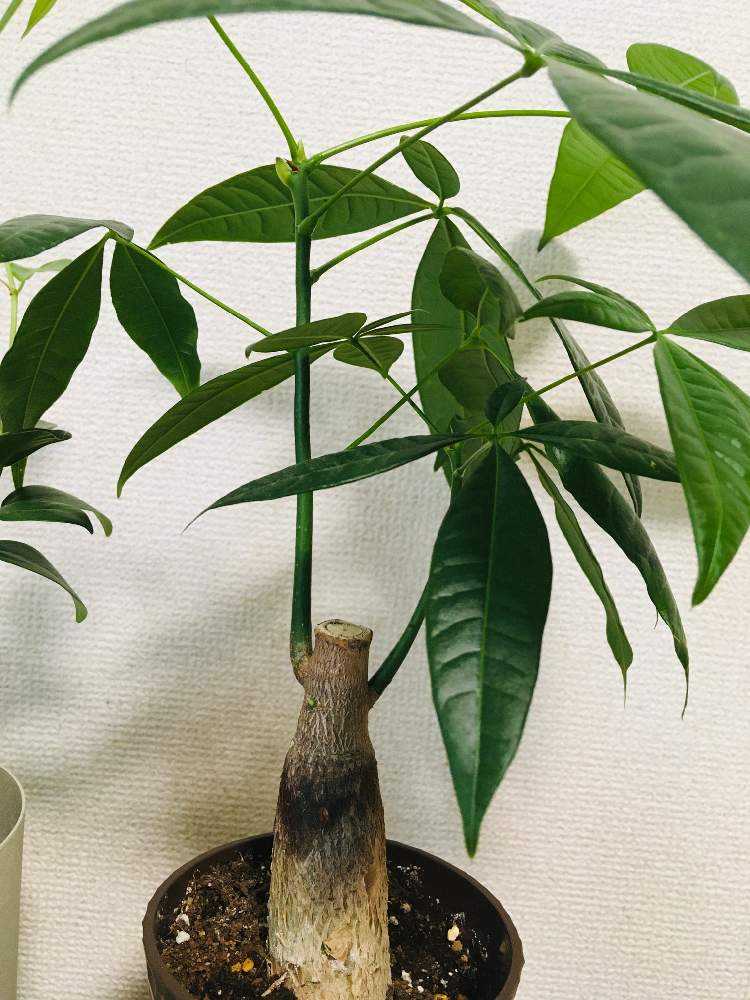 観葉植物 の紹介 Greensnap グリーンスナップ