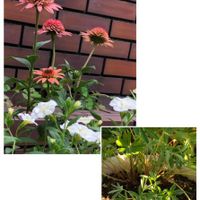ルピナス,エキナセア ラズベリートラッフル,鉢植え,ガーデニング,花のある暮らしの画像