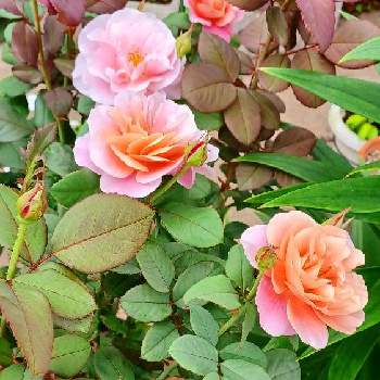 鉢植えのバラの画像 by ハリネズミさん | 小さな庭と元気な花とバラを楽しむと鉢植えのバラと強いバラ