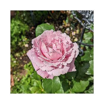 薔薇  シャンテロゼミサトの画像 by 池ちゃんさん | 薔薇  シャンテロゼミサトとばら バラ 薔薇とマイ♡ガーデン