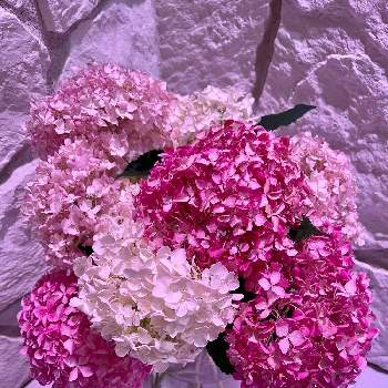 アメリカあじさい ピンクアナベル2の投稿画像一覧 Greensnap グリーンスナップ