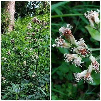 破れ傘の投稿画像一覧 Greensnap グリーンスナップ