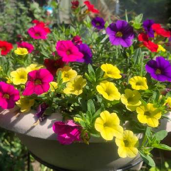 花の記録の画像 by ゆゆさん | 小さな庭とサントリー ミリオンベルと7月の記録と花の記録と7月の庭と夏の花と綺麗な色とかわいいな♡