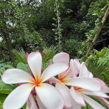 プルメリア ドワーフシンガポールピンクの投稿画像一覧 Greensnap グリーンスナップ