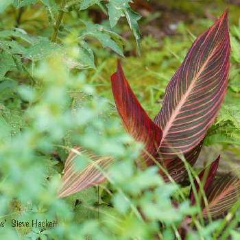 カンナオーストラリアの投稿画像一覧 Greensnap グリーンスナップ カンナオーストラリアの投稿画像一覧 Greensnap グリーンスナップ