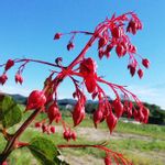 ヒギリの花の一覧 Greensnap グリーンスナップ