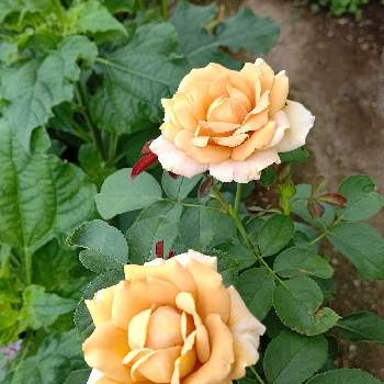 美しい薔薇の画像 by はっぴーさん | 小さな庭とガーデニング大好きとバラ大好きとハニーディジョンときれいなお花と美しい薔薇とお花に癒される日々と花のある暮らしとかわいいと綺麗なお庭にしたいとかわいいお花