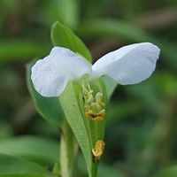 ツユクサ,散歩の途中で∪∵∪,白組♪の画像