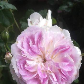 バラ ブルームーンストーンの画像 by るるさん | バルコニー/ベランダとバラ ブルームーンストーンとばら バラ 薔薇とおうち園芸と可愛いとガーデニングと花のある暮らし