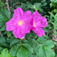 ハマナス,お散歩,iPhone撮影,ピンク色の花,今日のお花の画像