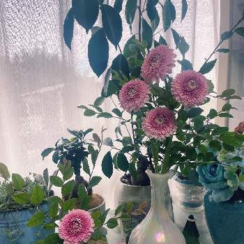 食卓に花の画像 by あっこさん | キッチンとベニバナトキワマンサク。と食卓に花と花のある暮らしと ガーベラと切り花とピンクの花