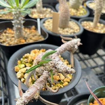キリンドリフォリア トゥビフェラの画像 by いっちさん | バルコニー/ベランダとキリンドリフォリア トゥビフェラとユーフォルビア属キリンドリフォリアと夏型とコーデックスと塊根植物と元気に育ててますよ