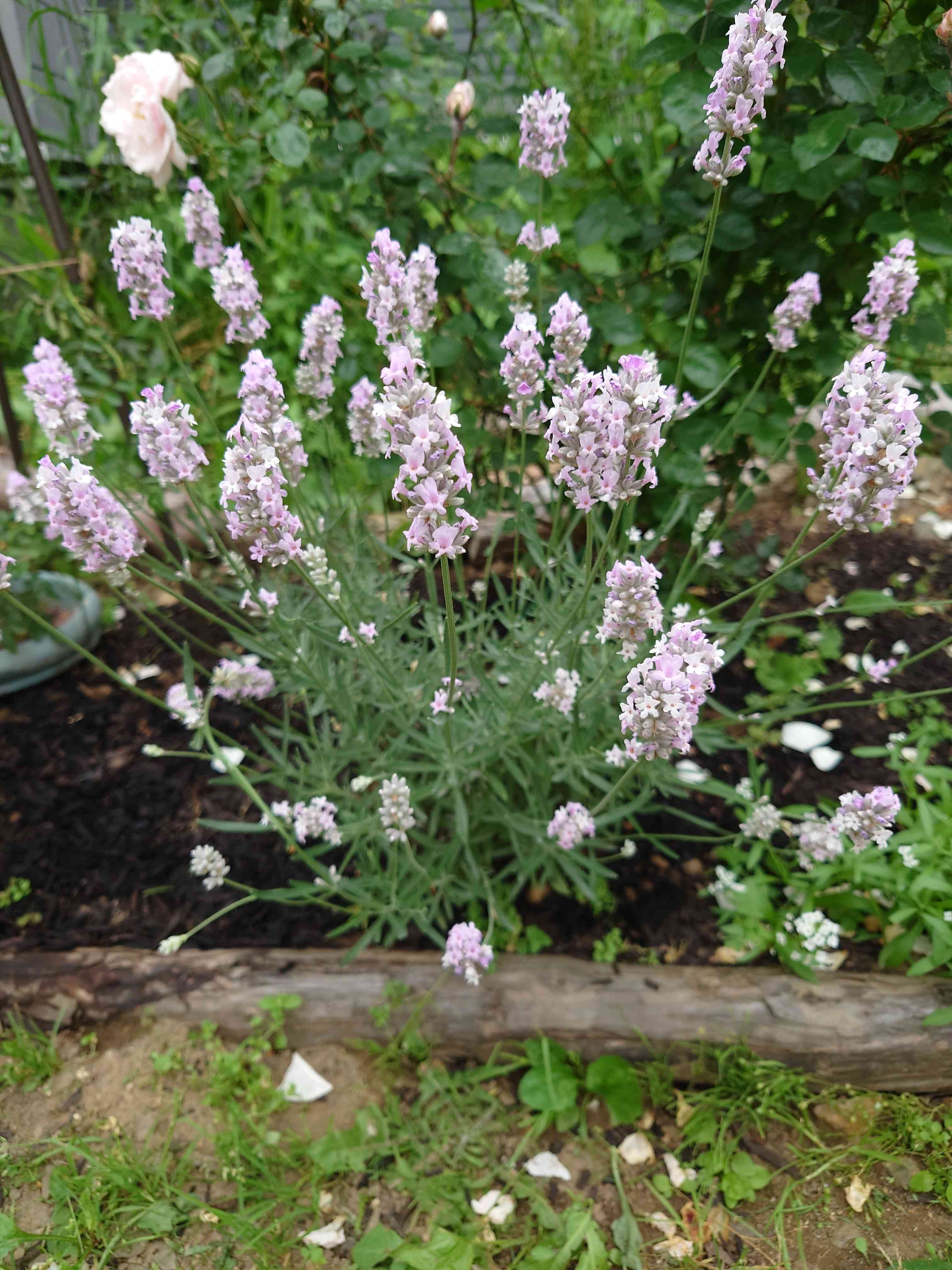 ☘️玲雪様検討用☘️ラベンダー挿木苗☘️LV20251002 1657412693017_644394_20220710_