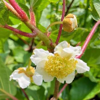 マタタビ科の投稿画像一覧 Greensnap グリーンスナップ