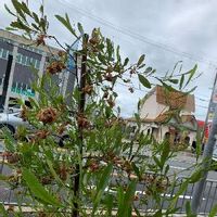 ドドナエアの育て方 植え付けや植え替えの時期は 剪定方法は Greensnap グリーンスナップ