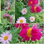 赤花除虫菊の一覧 Greensnap グリーンスナップ 赤花除虫菊の一覧 Greensnap グリーンスナップ