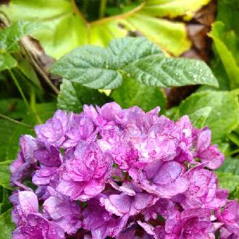 紫陽花の季節の画像 by あななさん | 小さな庭と紫陽花の季節と雨が似合う花と雨に濡れた紫陽花