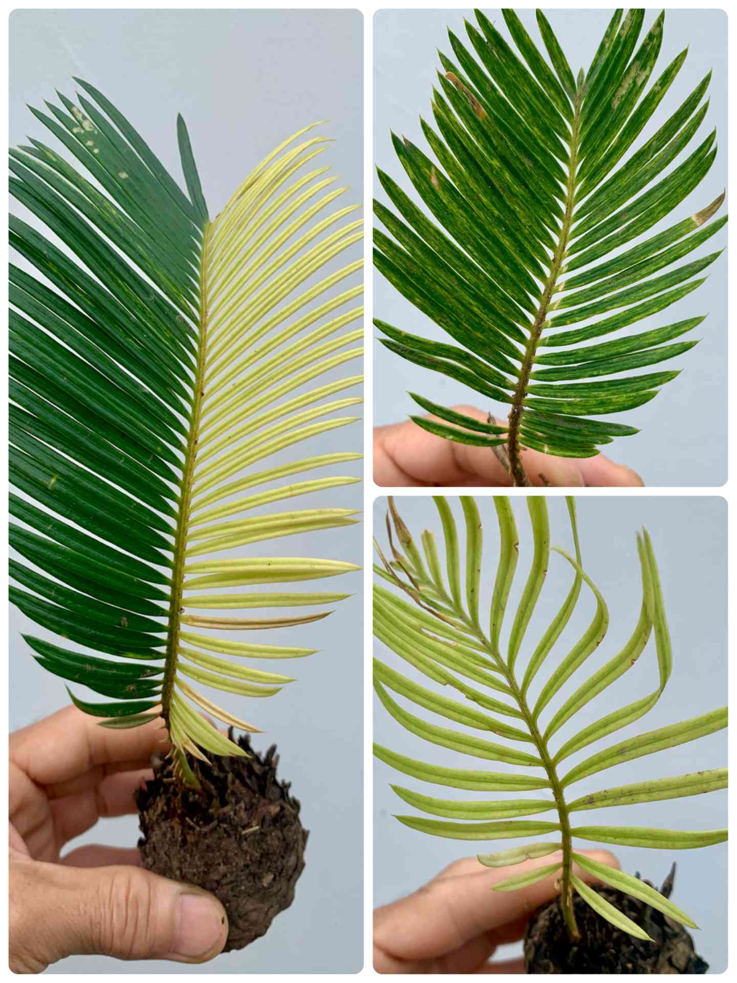 黄金ソテツの一覧｜🍀GreenSnap（グリーンスナップ）