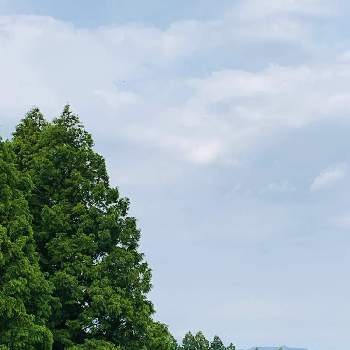 樹木 杉の木の画像 by ようこさん | お出かけ先と感動！とキュンキュン乙女倶楽部と樹木 杉の木とバラと夢CLUBとブルー・エンジェル