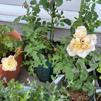 鉢替えの画像 by コンキュートさん | 小さな庭とばら バラ 薔薇と今日の一枚と鉢替えと成長記録とバラ・ミニバラとバラを楽しむ