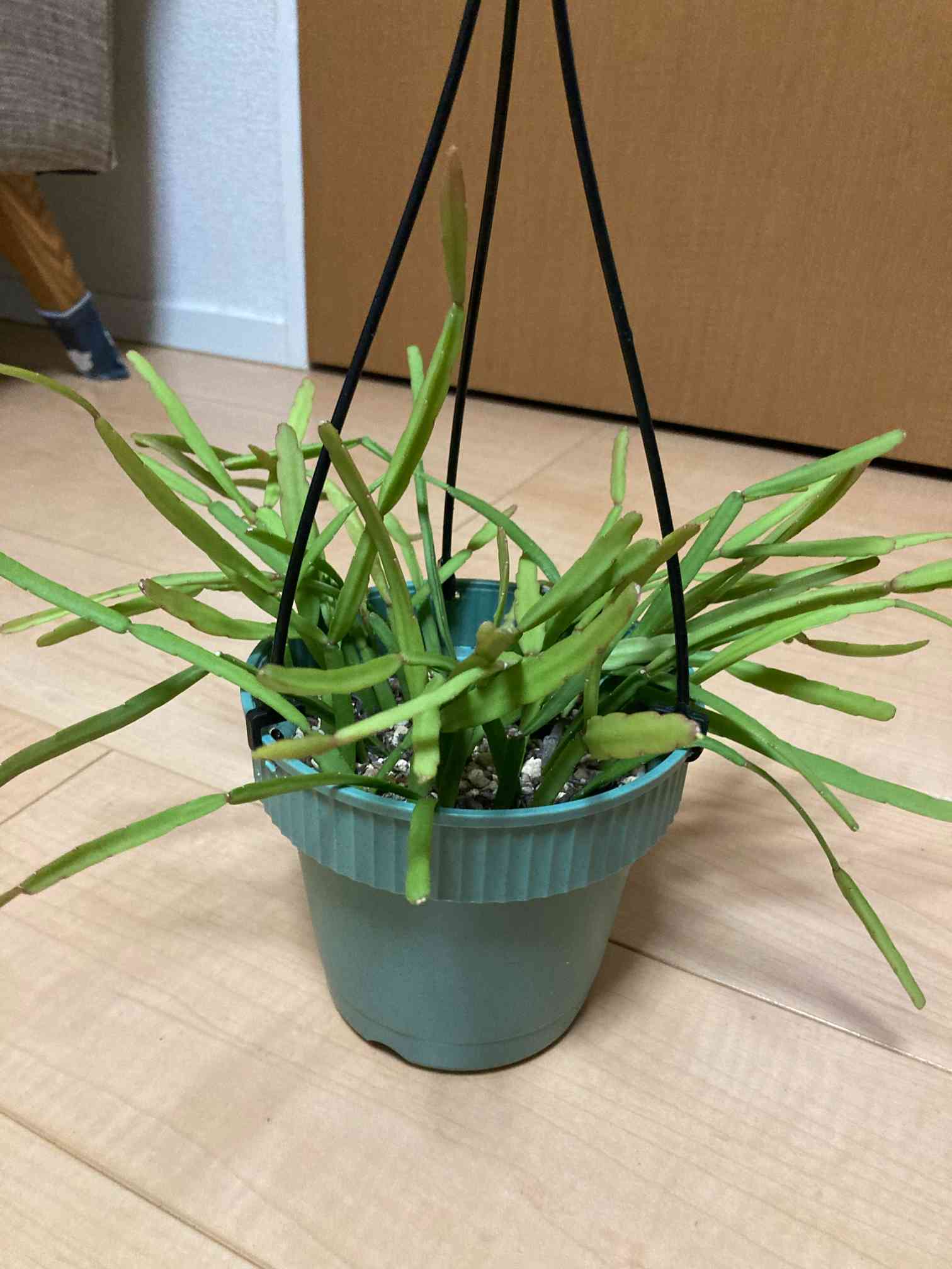 ご検討用 リプサリス メガランサ カット苗 発根済 3300円になります ご検討用 リプサリス メガランサ カット苗 発根済 3300円になります