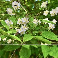 バイカウツギ 梅花空木 の育て方 植え付けの時期や水やりの頻度は Greensnap グリーンスナップ