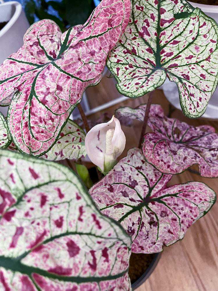 カラジウム ビコロールの記録