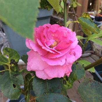 イブピアッチェの投稿画像一覧 Greensnap グリーンスナップ