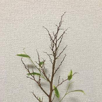 ベンジャミン・スターライトの画像 by yikkさん | 部屋とベンジャミン・スターライトと観葉植物と植物と新芽