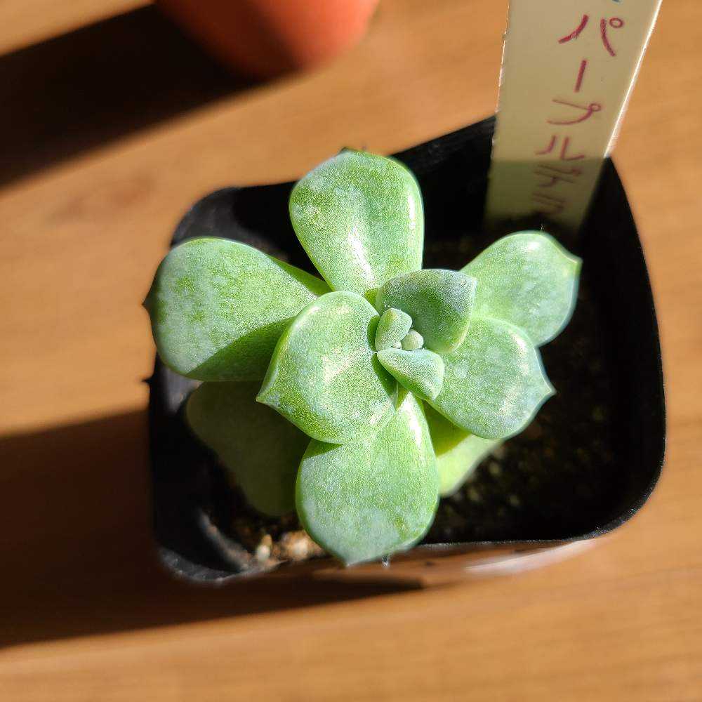 パープルディライトの成長記録💜💜｜🍀GreenSnap（グリーンスナップ）