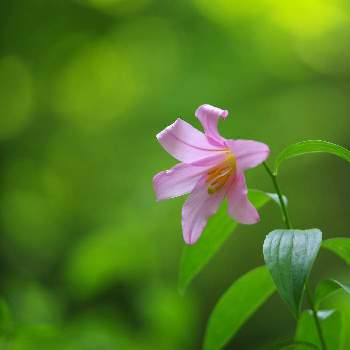 ヒメサユリの画像 by XLCRさん | オトメユリとヒメサユリと山野草とピンク色の花とグリーンアクセサリー♪と花を撮る暮らし