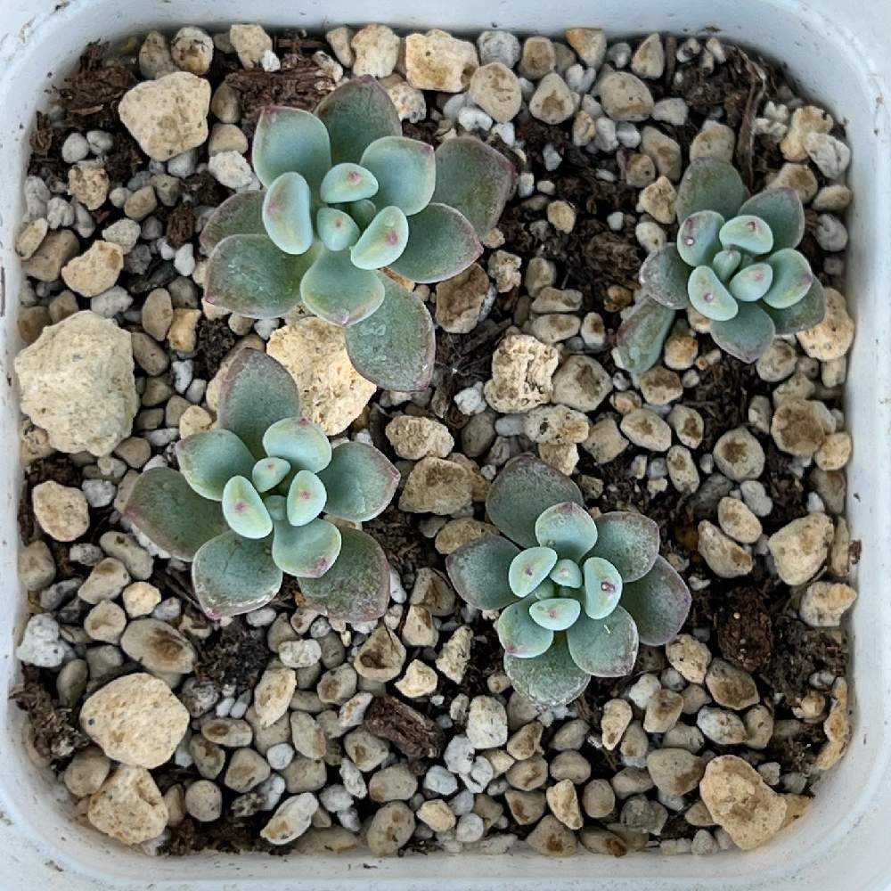 徒長多肉復活までの道のり（コミックトム）｜?GreenSnap（グリーン 