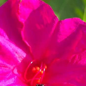 GSで勉強中の画像 by あず＊*さん | オシロイバナとピンクの花と道端の草花と夏の花とGSで勉強中と花いろいろと花言葉と毒性のある植物と一日花