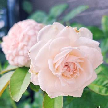 鉢薔薇の画像 by *mi*さん | 小さな庭と鉢薔薇と粉粧楼❇︎
