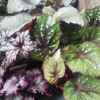 渋谷園芸の投稿画像一覧 Greensnap グリーンスナップ